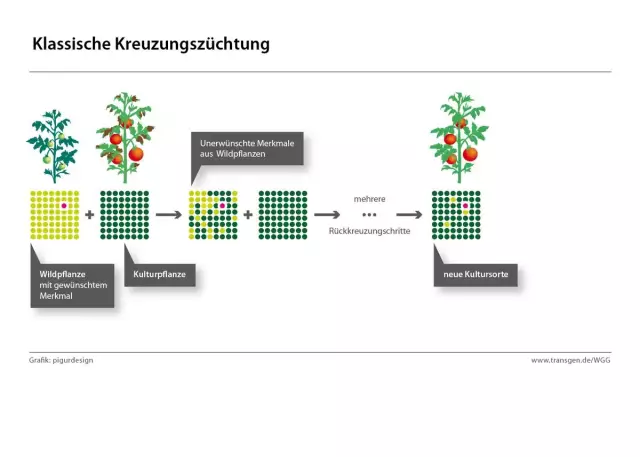 Insulininjektionsstellen: Wo Und Wie Injizieren