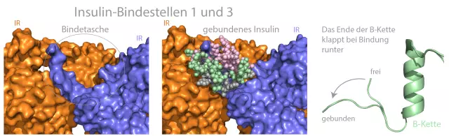 Insulin Och Glukagon: Hur Fungerar De?