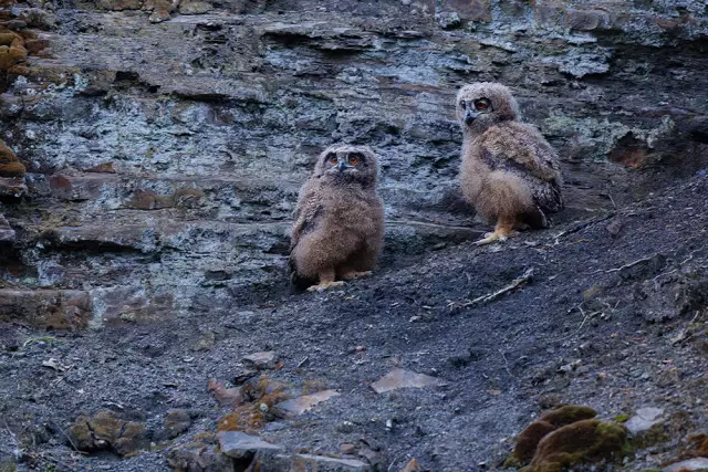 Ihr Erster Vorgeburtlicher Besuch